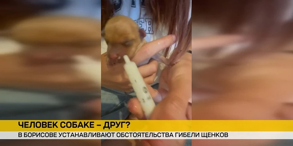 Что делает милиция после видео из Борисова, где дети закопали щенков и сняли это. Фото: кадр видео ОНТ