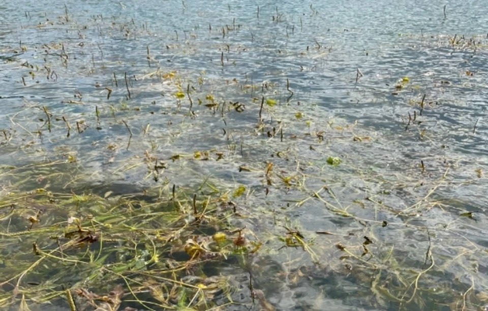 Роспотребнадзор забраковал воду в реке Чепце по микробиологическим показателям.