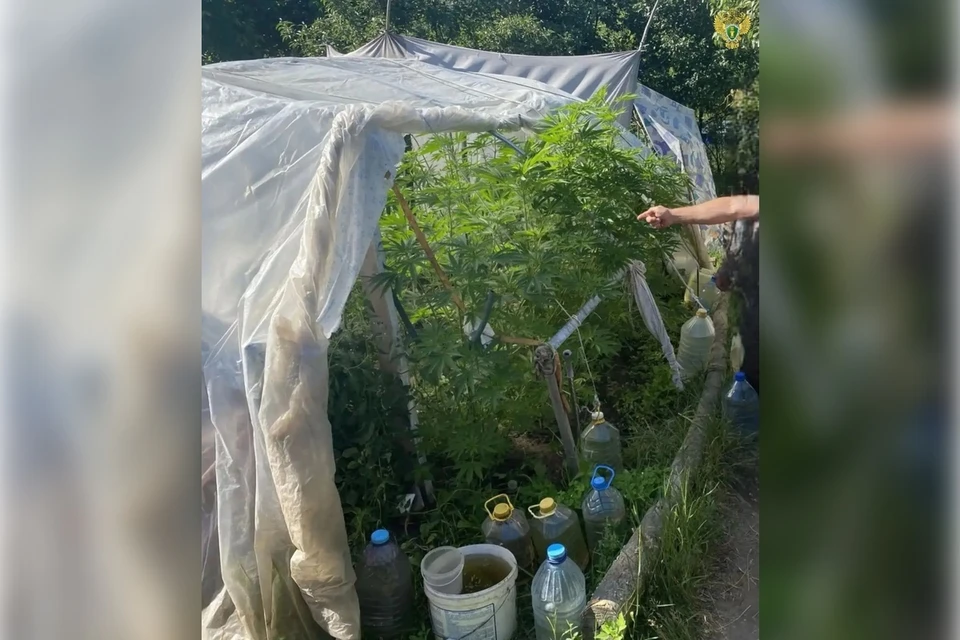 Парник с коноплей нашли вблизи Днепрорудного. Фото: прокуратура Запорожской области