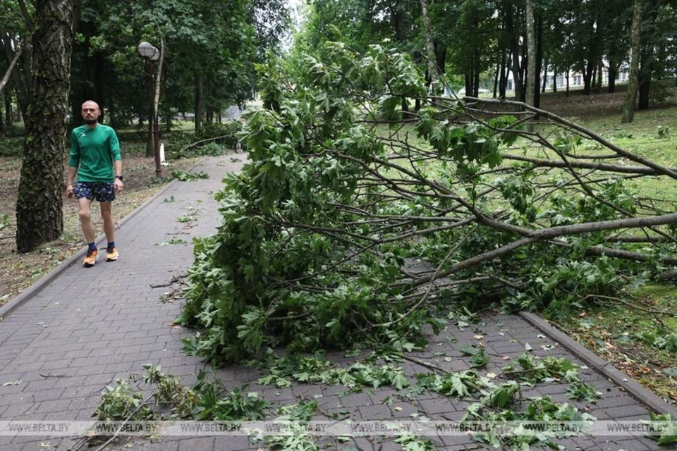 В Молодечно шквалистый ветер повалил деревья, металлическую остановку, повредил крыши домов. Фото: БелТА
