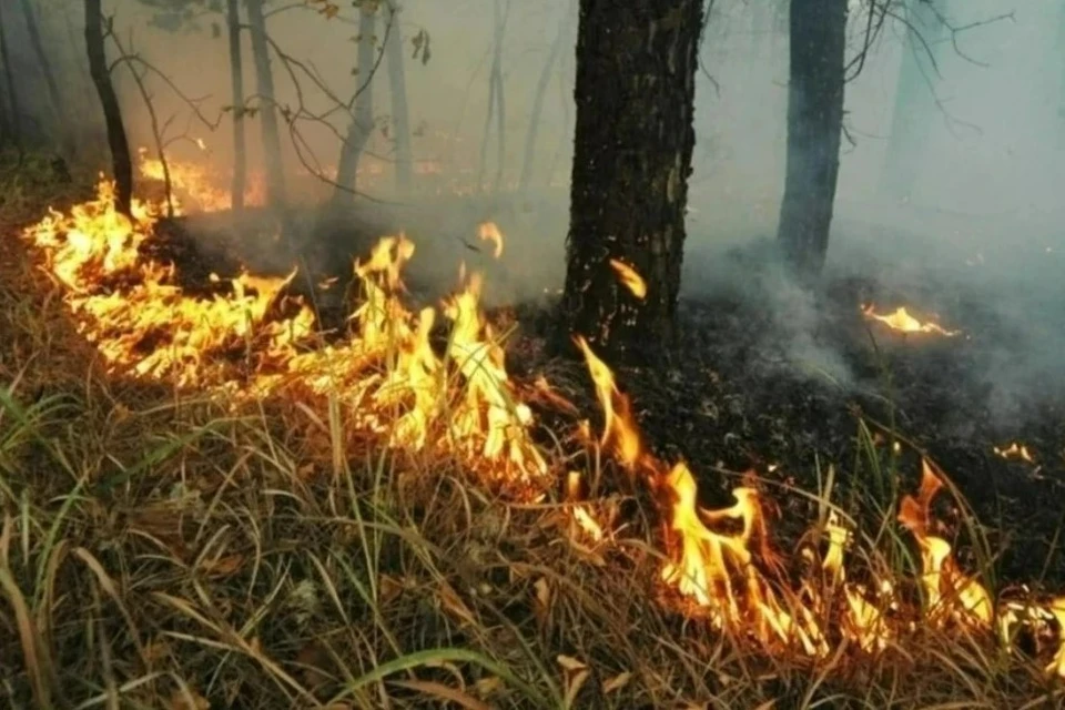 Лесной пожар тушат в районе Голубой бездны в Геленджике Фото из архива КП
