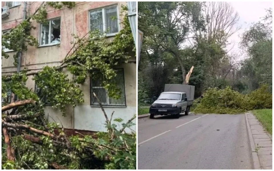 Не все деревья в Самаре стойко перенесли шквалистый ветер до 25 м/с / Фото: samara.dtp.official