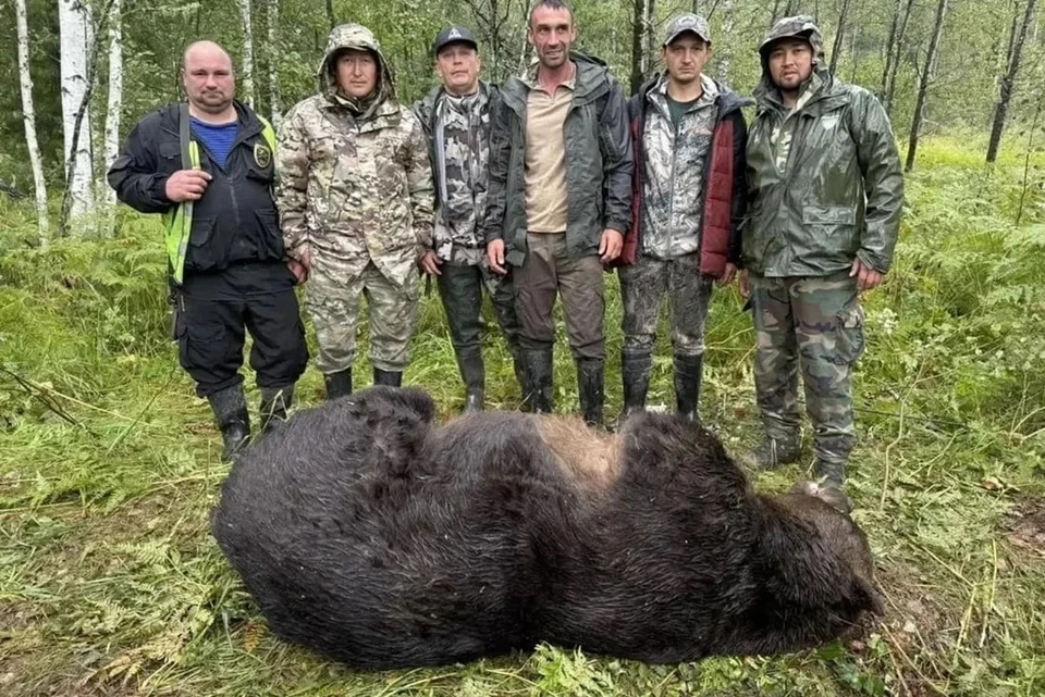 12 медведей ликвидировано в Республике Алтай за двое суток. Фото: Правительство Республики Алтай