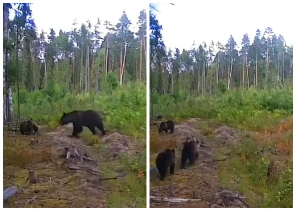 Фото: кадры из видео Алексея Иванова