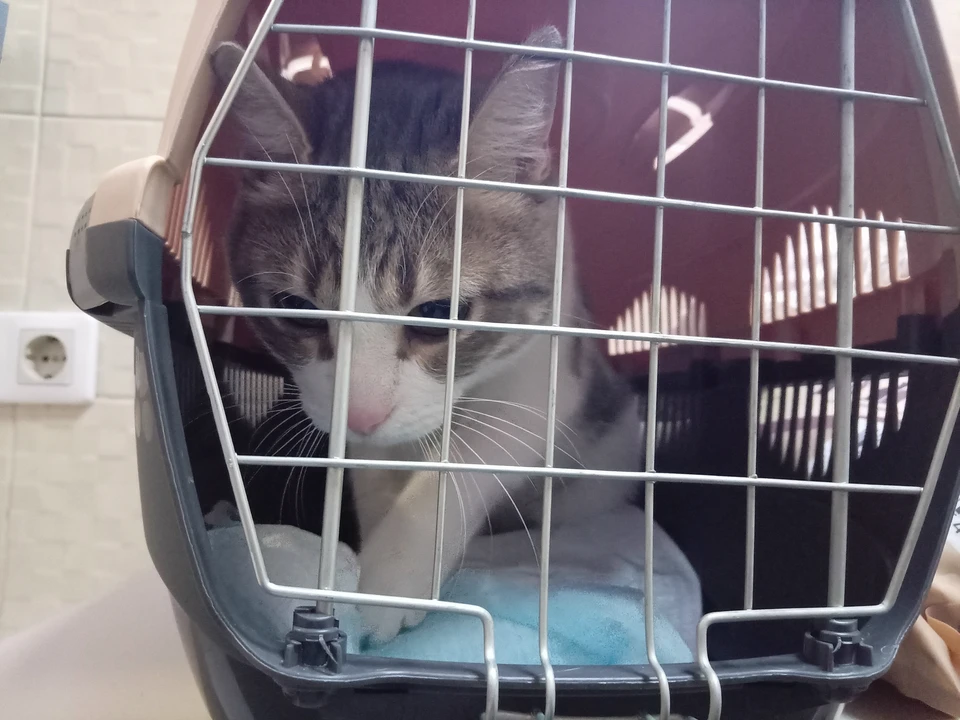 Кот познакомился с новой хозяйкой прямо на приеме в ветклинике. Фото: новосибирский приют «Наследие Бастет».