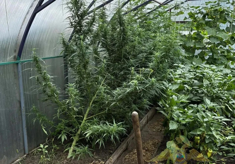Полицейские ликвидировали наркоплантацию и изъяли килограмм марихуаны в Донском.