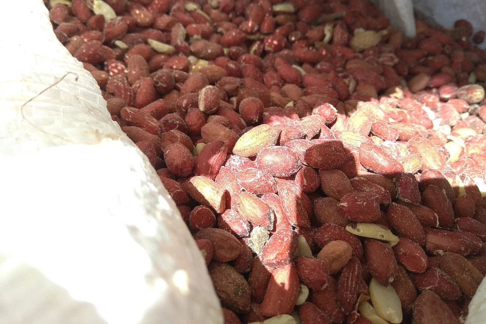 Вредители запасов зерна опасны для продуктов питания. Фото: пресс-служба Северо-Западного межрегионального управления Россельхознадзора