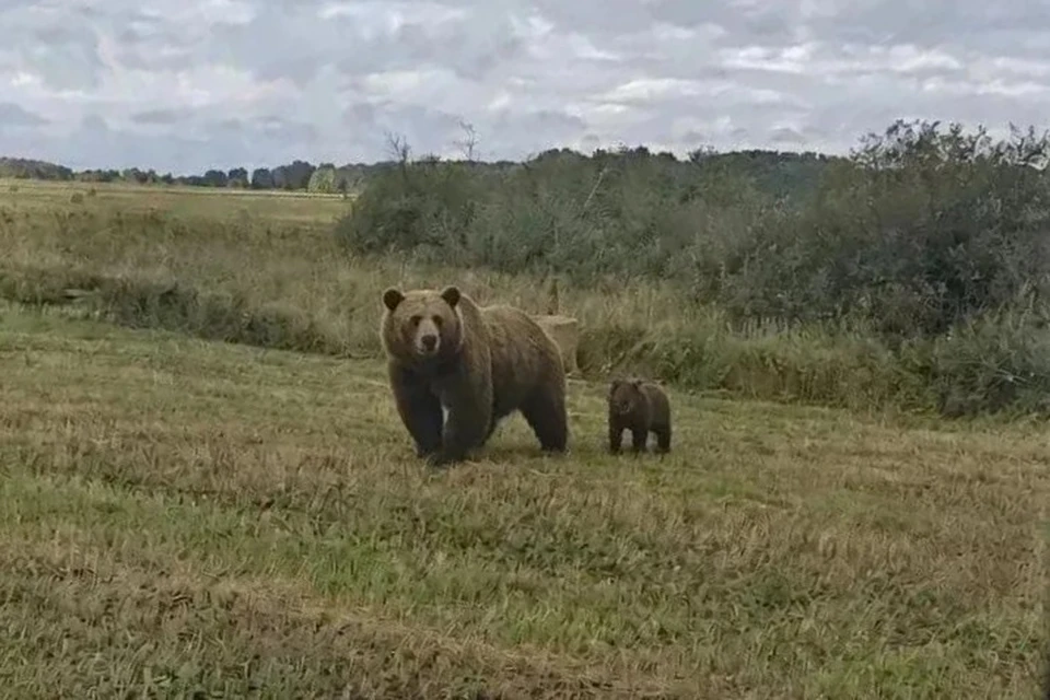 Медведица с медвежонком в Заринском районе. Фото: газета «Знамя Ильича»
