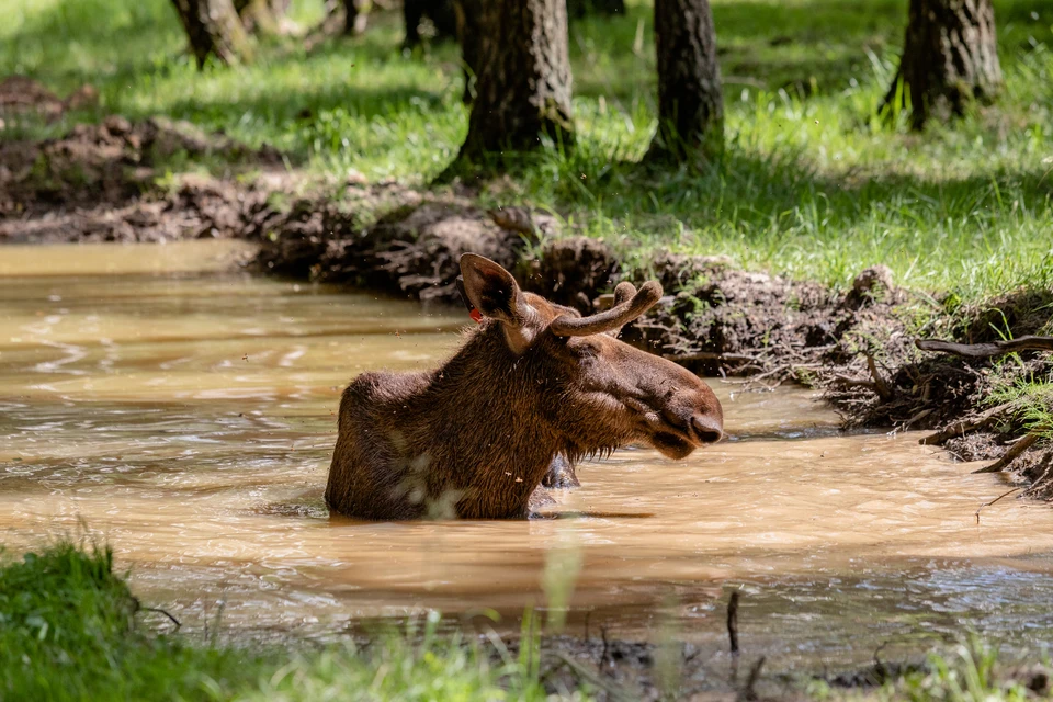 В Кировской области доступны разрешения на добычу медведя и лося.