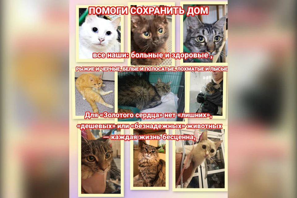 Болезни и долги: приют просит о поддержке. Фото: приют для кошек "Золотое сердце" (Красноярск).