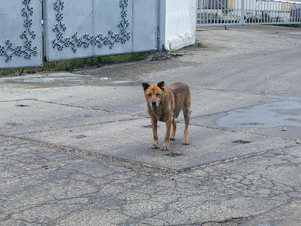 Пострадавшему от нападения собак ребенку выплатили 40 тысяч на Ставрополье