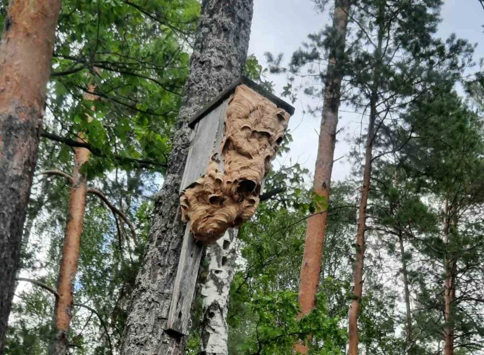 В Любанском районе шершни захватили и зловеще перестроили скворечник. Фото: Минское государственное производственное лесохозяйственное объединение