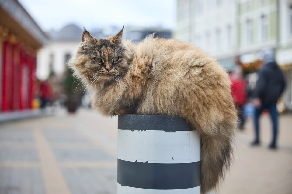 Если кошка убежала из дома, ее владелец может получить штраф