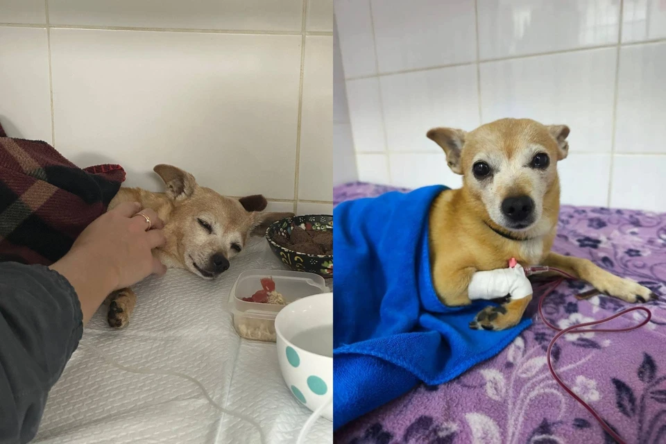 Очевидцы пытаются найти водителя, сбившего пса на дороге. Фото: Предоставлено Ксенией