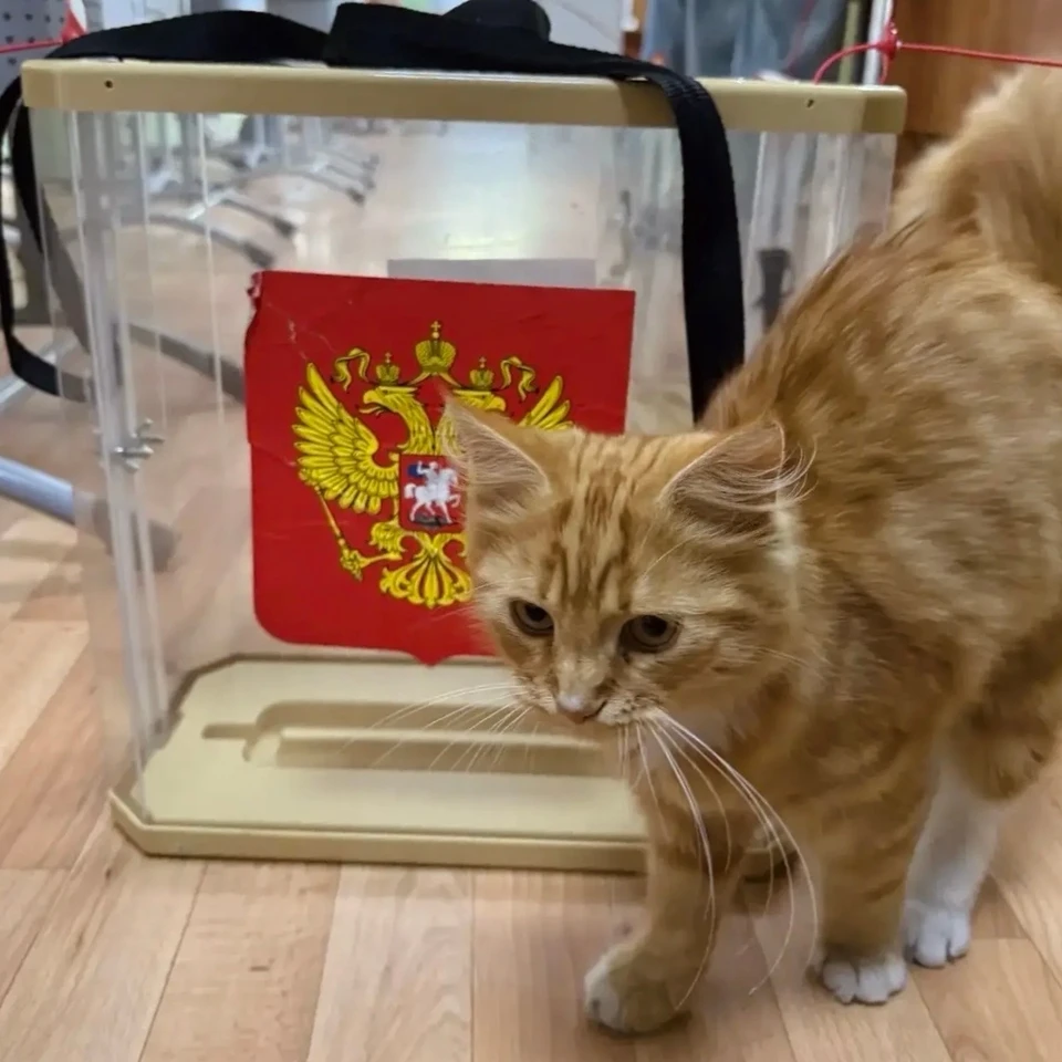 Фото: Избирательная комиссия Белгородской области (https://vk.ru/oblizbirkom_31)