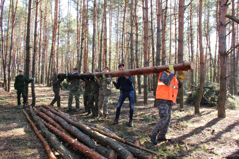 Волонтерская группа «Бревна-31» занимается заготовкой и отправкой блиндажного леса на передовую