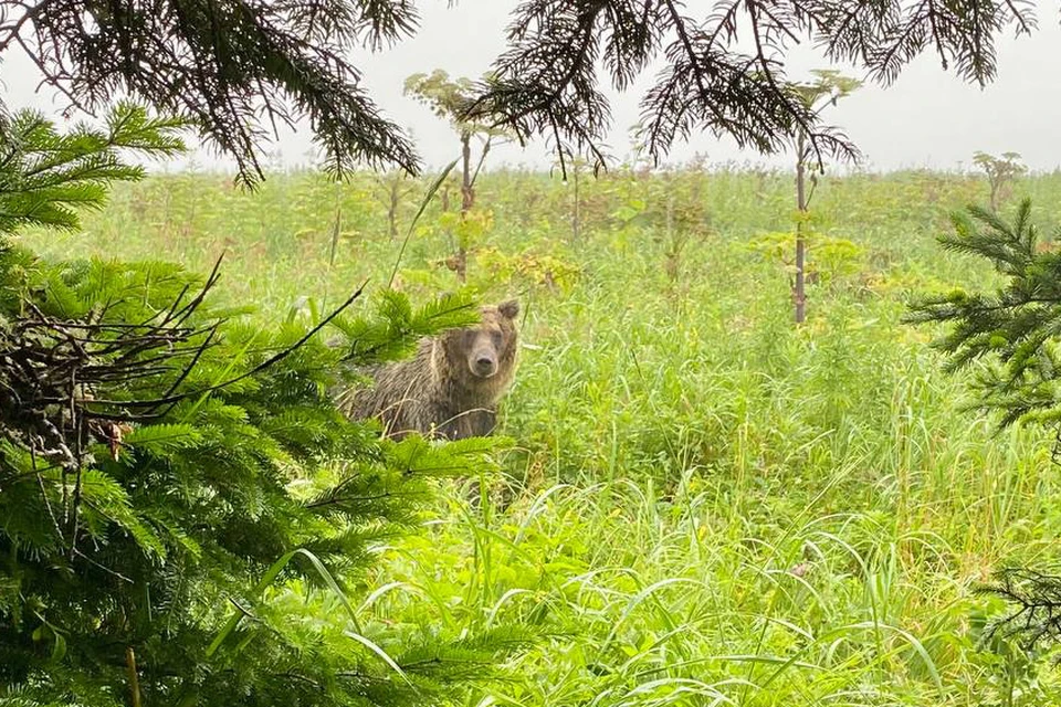 В отличие от многих своих сородичей, белорусский медведь неагрессивный. Фото носит иллюстративный характер.