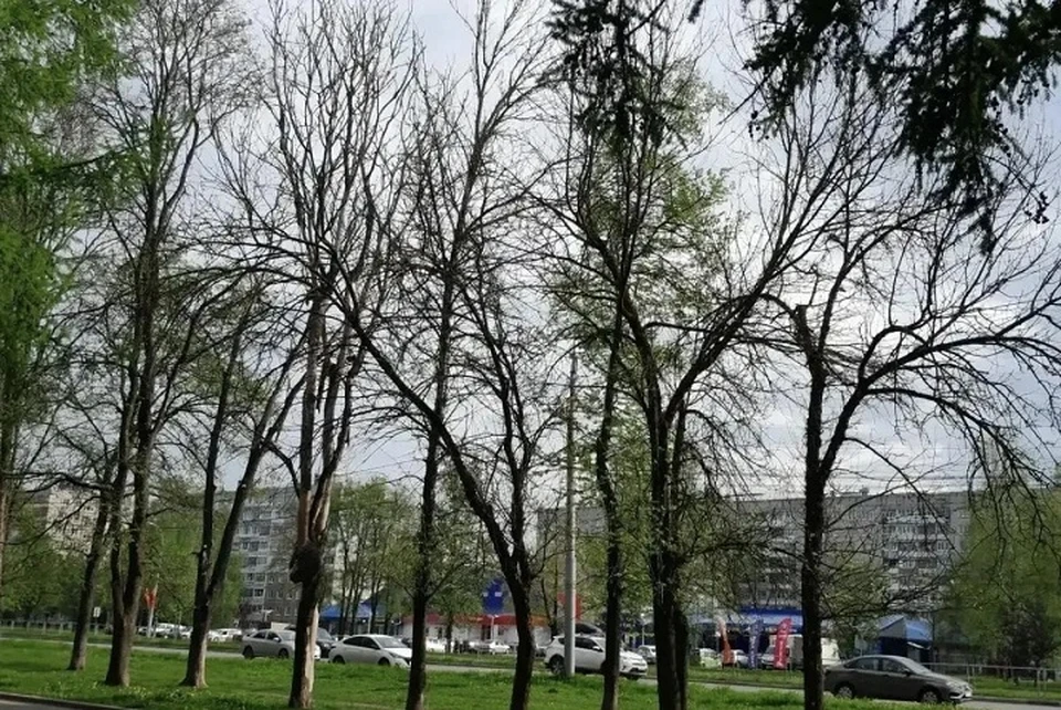 Школьники планируют обследовать пять тысяч деревьев.