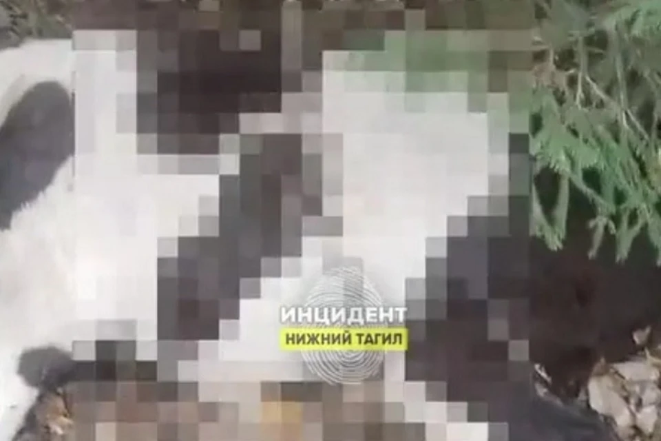 Мертвых телят обнаружили около поселка. Фото: «Инцидент Нижний Тагил»