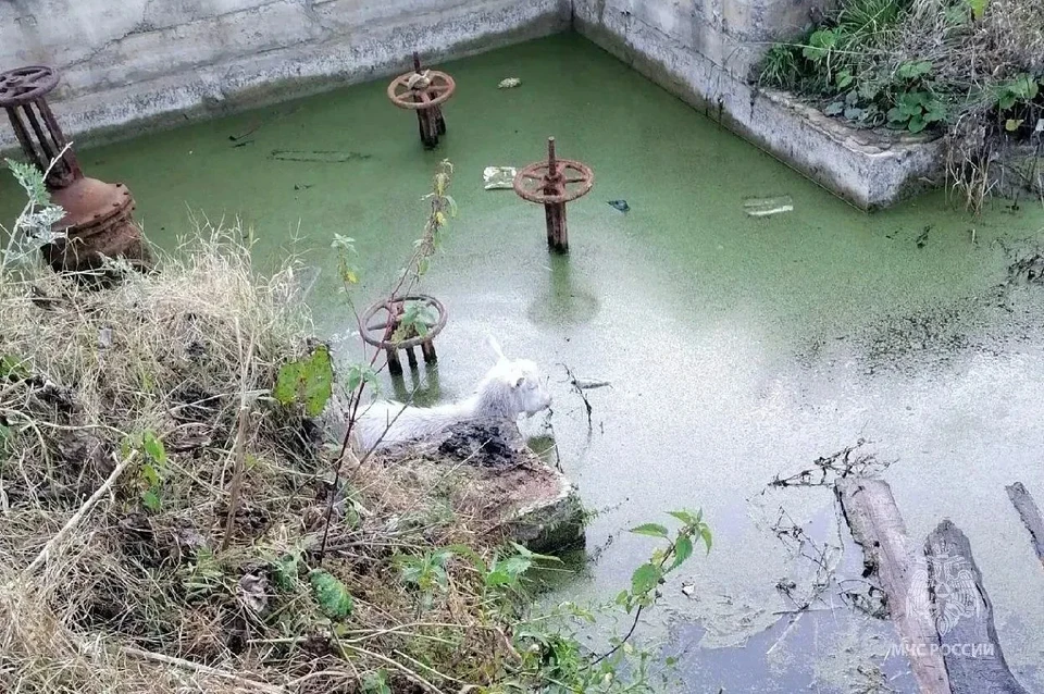 Козленок в заболоченном водоеме напуганным не выглядел. Фото: ГУ МЧС по Челябинской области