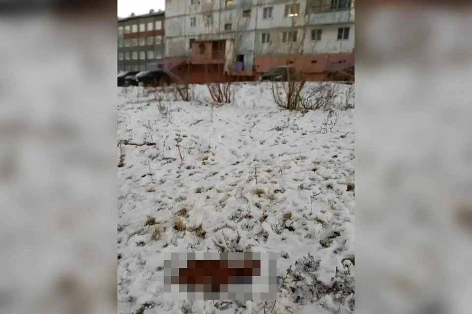 В Талнахе нашли мертвую таксу перемотанной изолентой мордой. Фото: Белый Бим г.Норильск