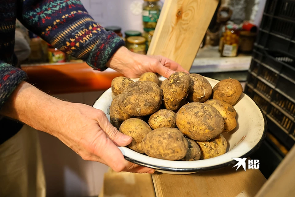 В Свердловской области собрали более 90 тысяч тонн картофеля