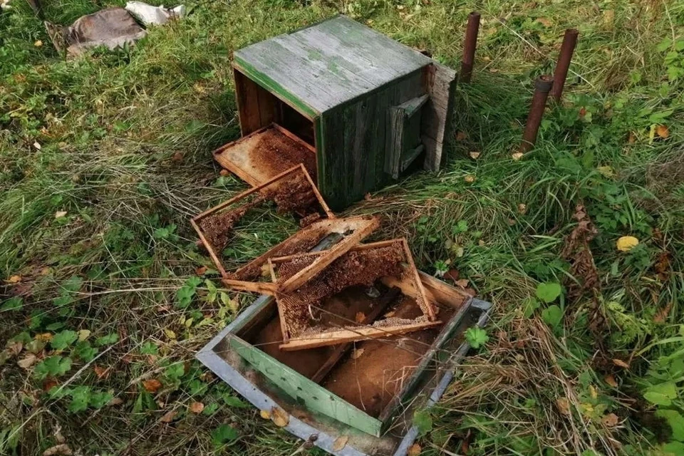 Фото: шекснинская газета "Звезда"