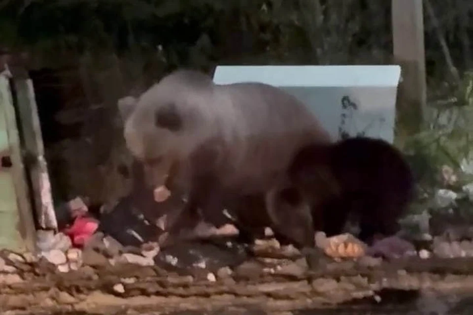 Медведица перевернула мусорку. Фото: скриншот видео
