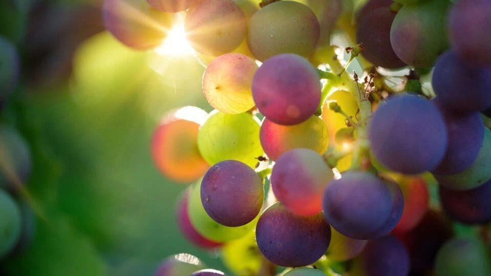Не заставят ли европейцы отказаться от молдавских сортов винограда? Фото: kp.ru