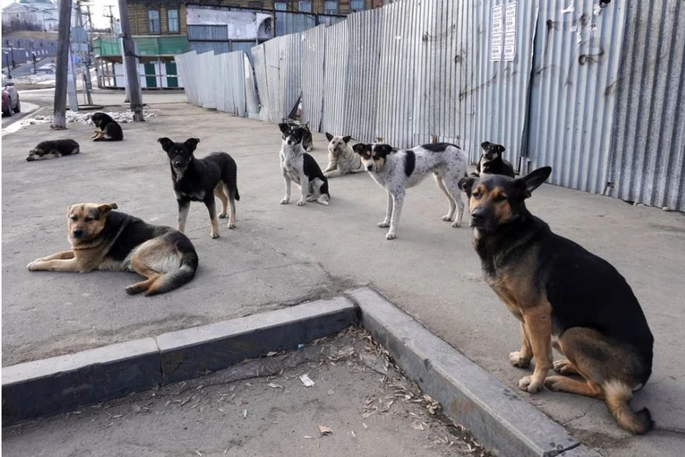 В Новосибирской области выявили 3070 бродячих собак за девять месяцев.