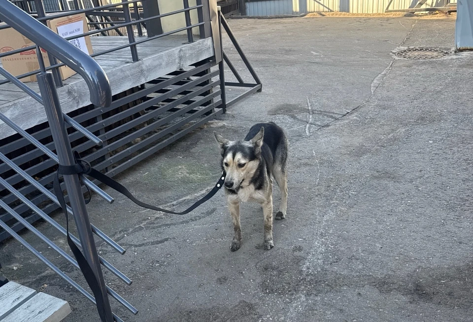 Уличную собаку привязали к воротам приюта в Нижнем Новгороде. Фото: "Сострадание НН"