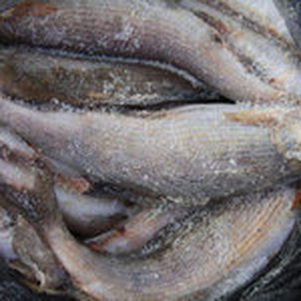 Глисты в рыбе: как выглядят и что делать, если съела зараженную рыбу - пластиковыеокнавтольятти.рф