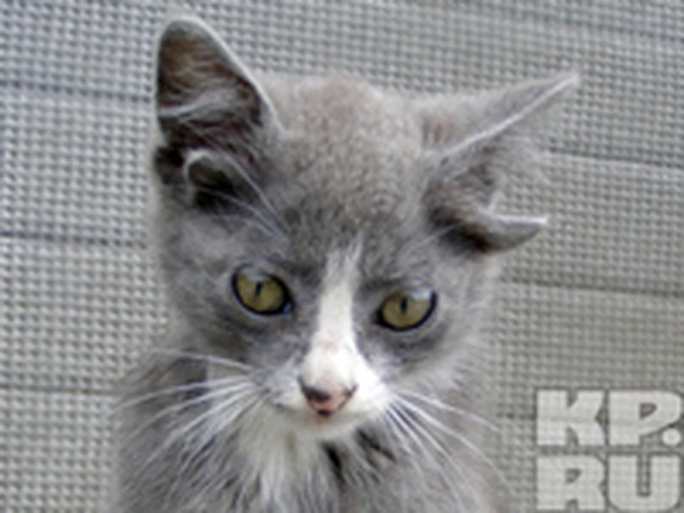 Четырехухий котенок, родившийся во Владивостоке, вызвал ажиотаж у  ветеринаров - KP.RU