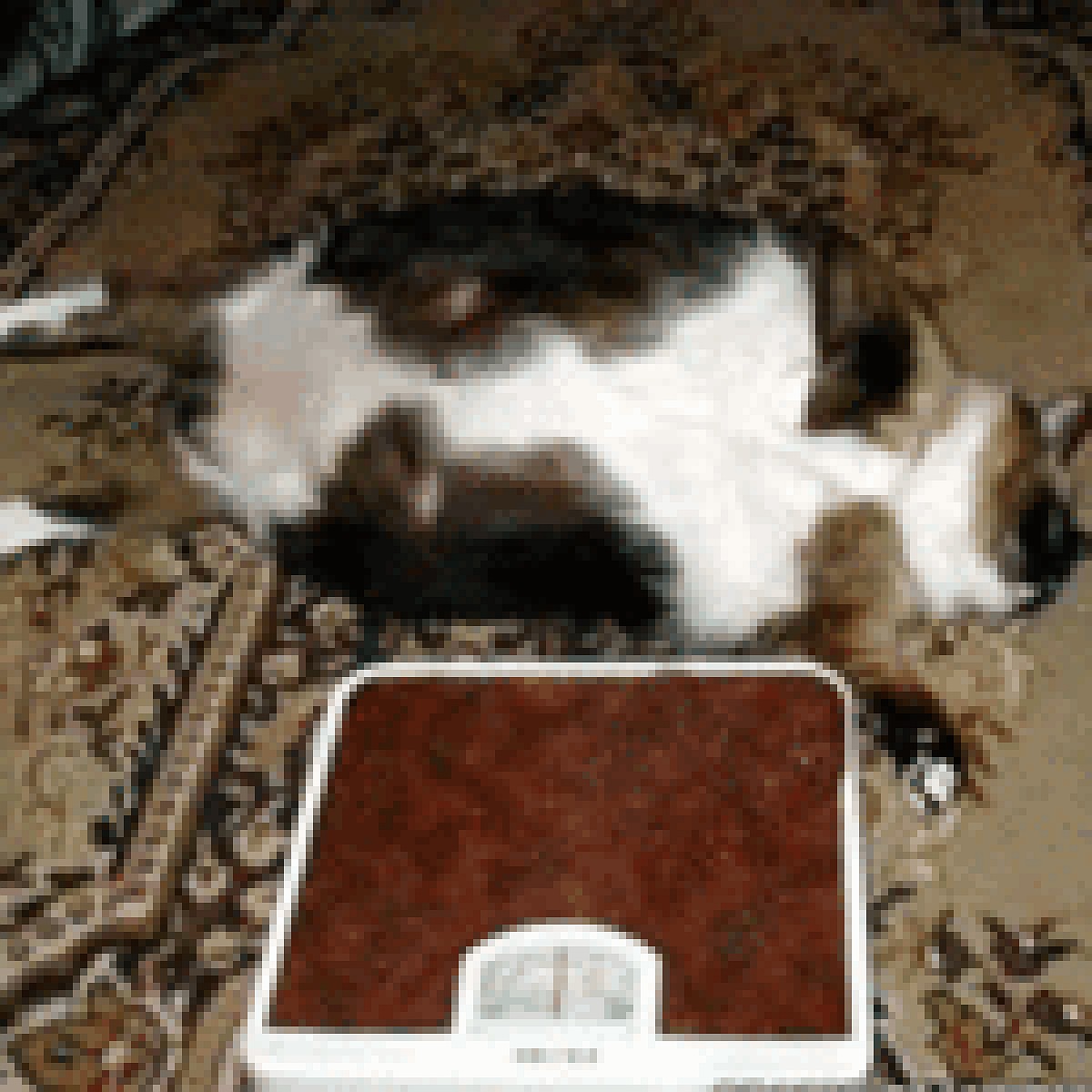 Толстая Кошка Фото
