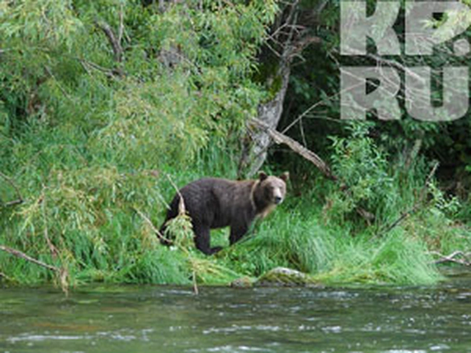 Туристов просят не посещать заповедник пока звери не залягут в спячку.
