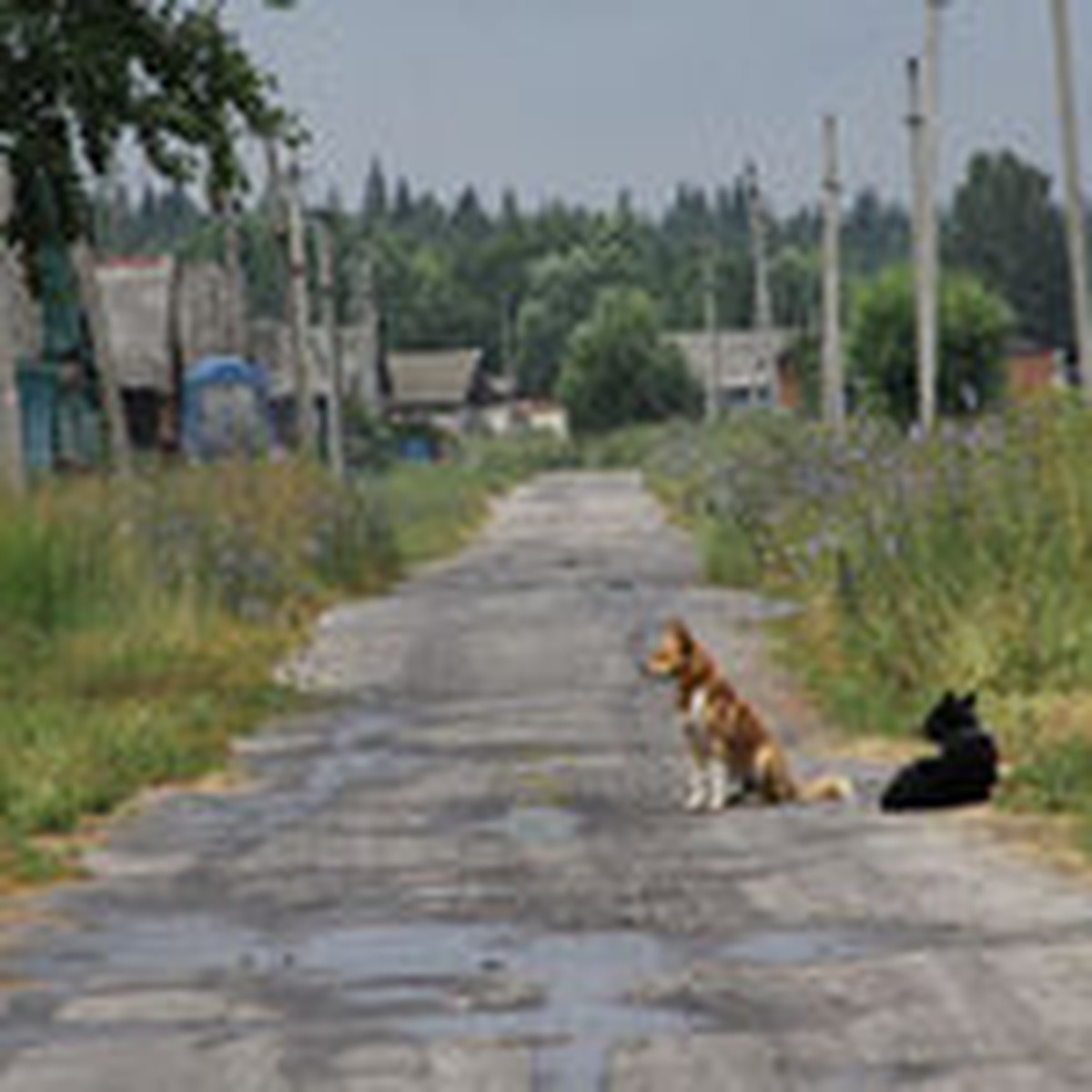 Ядовитые змеи атаковали деревни в Гусь-Хрустальном районе - KP.RU