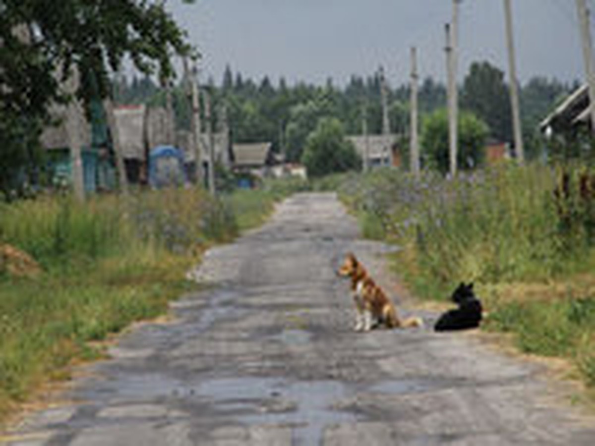 Ядовитые змеи атаковали деревни в Гусь-Хрустальном районе - KP.RU