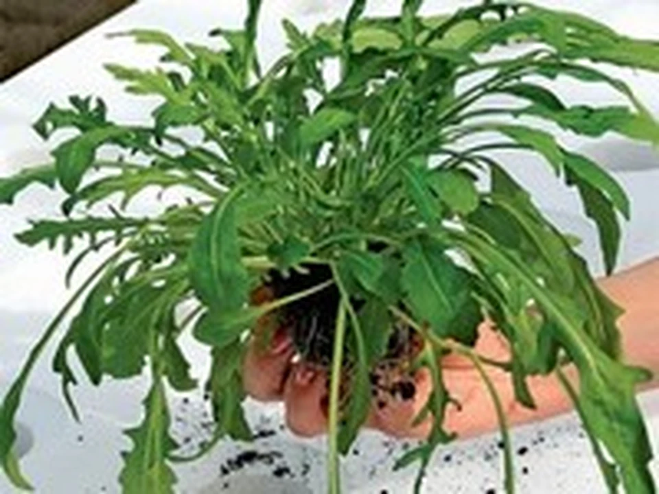 индау рукола гурман. руккола дома. руккола индау на подоконнике. руккола на подоконнике. руккола в горшке.