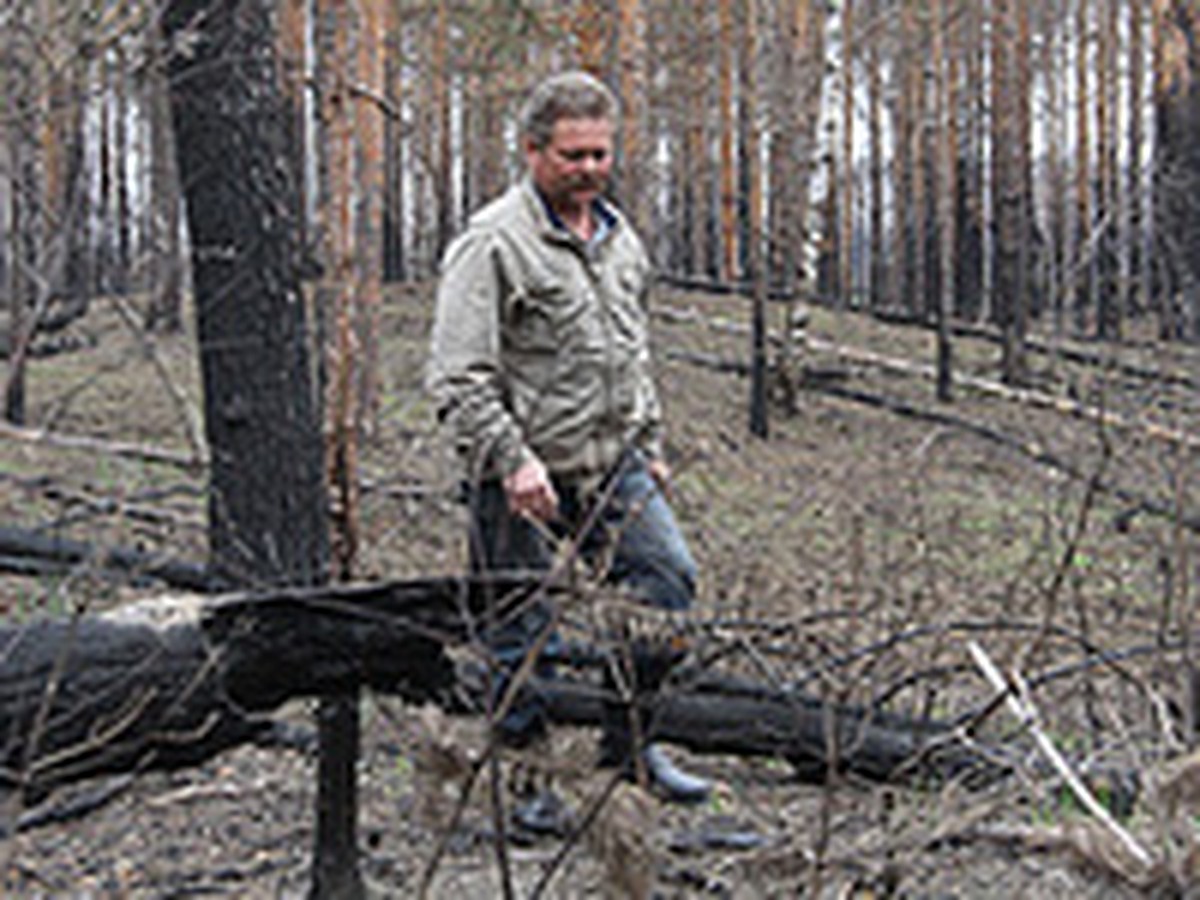 Селянам разрешили бесплатно забирать горелый лес после пожаров - KP.RU