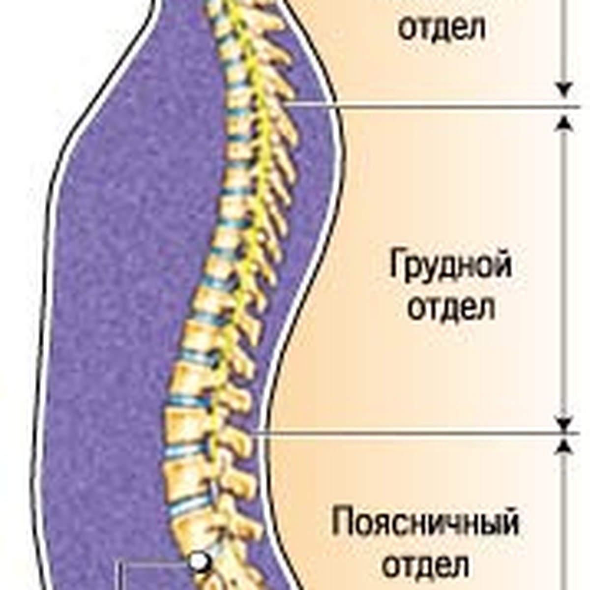 Когда болит спина - KP.RU