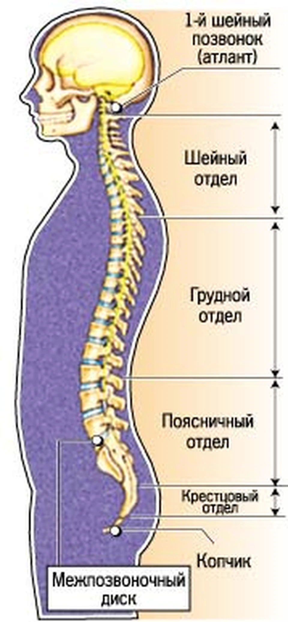 Когда болит спина - KP.RU