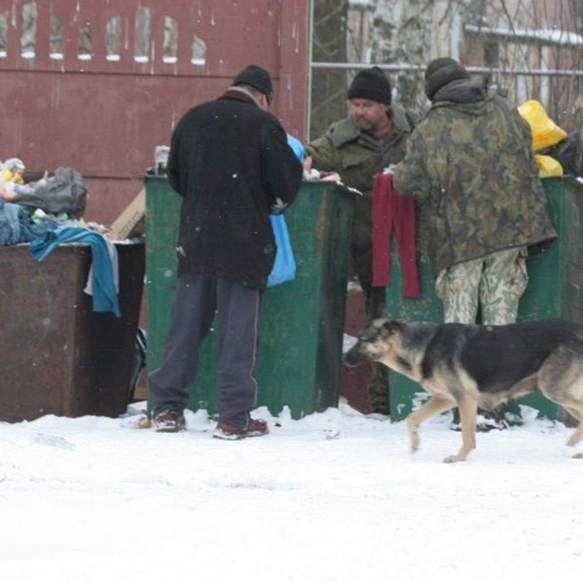 В Твери люди готовы помогать собакам и кошкам, но не себе подобным - KP.RU