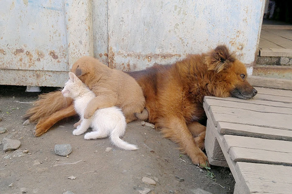 Брошенные собаки и кошки фото