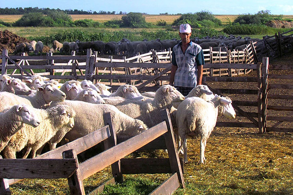 Овцы в «Дружбе» - «коренные», куйбышевской породы.