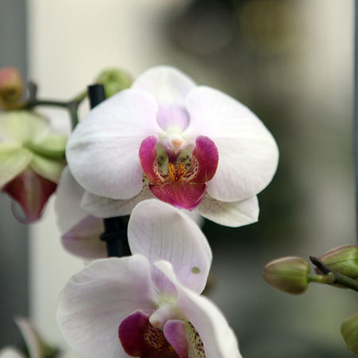 Секреты выращивания орхидей и уход за ними