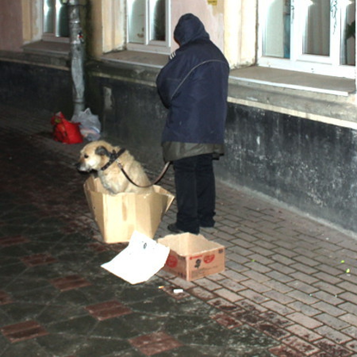 Дама с собачкой продала Жигули в Твери и теперь живет в подвале, прося  милостыню на животных - KP.RU