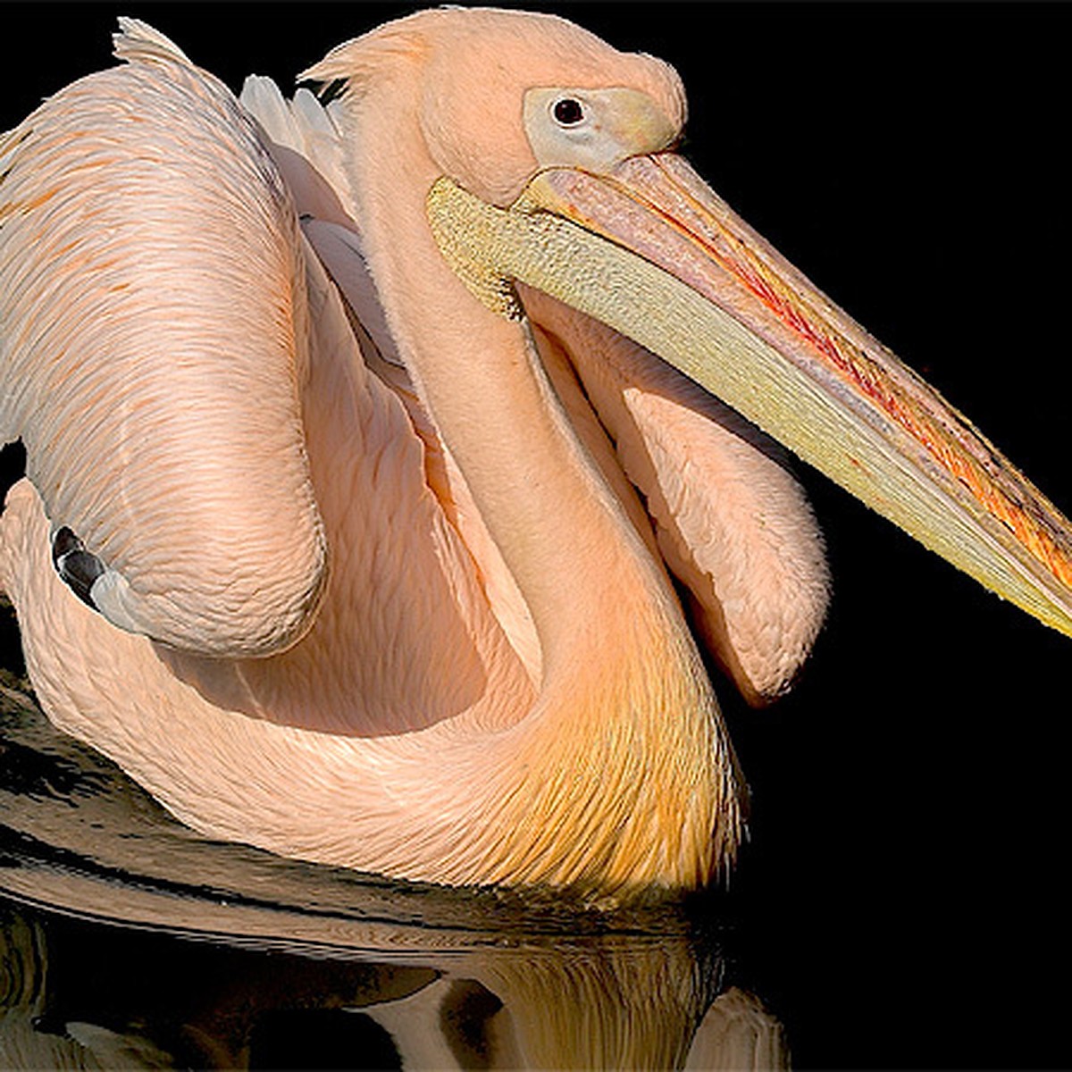 Розовый пеликан красная. Розовый Пеликан. Розовые Пеликаны в Калмыкии. Дальневосточный Пеликан.
