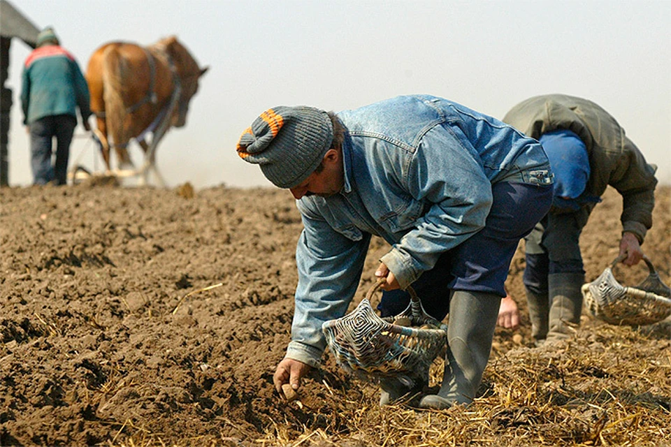 Минсельхоз: Большинство земель в России не годятся для сельского хозяйства