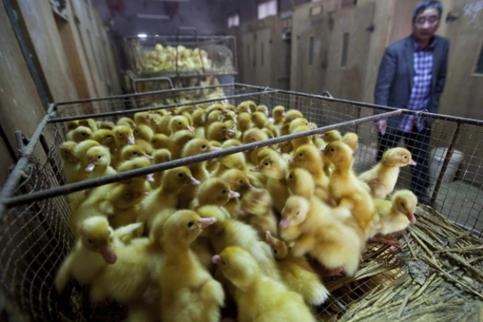 В Китае снова бушует птичий грипп