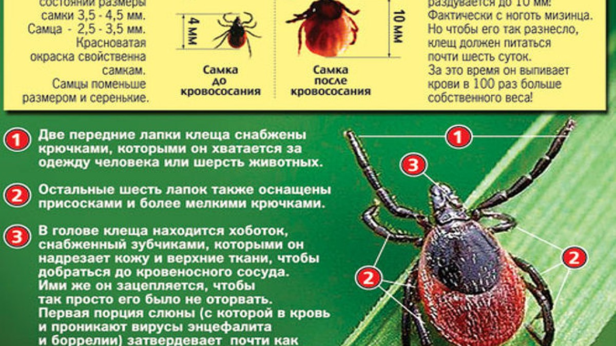 На майских праздниках в Тверской области берегите детей от клещей и  дизентерии - KP.RU